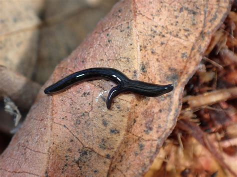 facts about planarians.